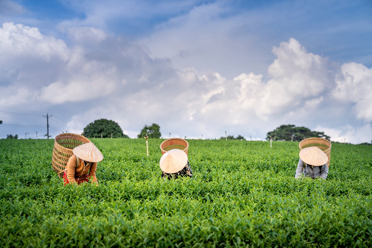 tea-farmer